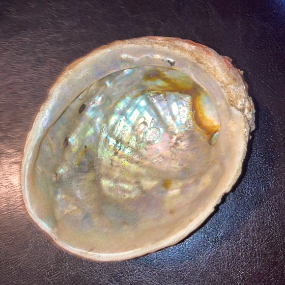 Alabone Shell - Picture 3 of 6
